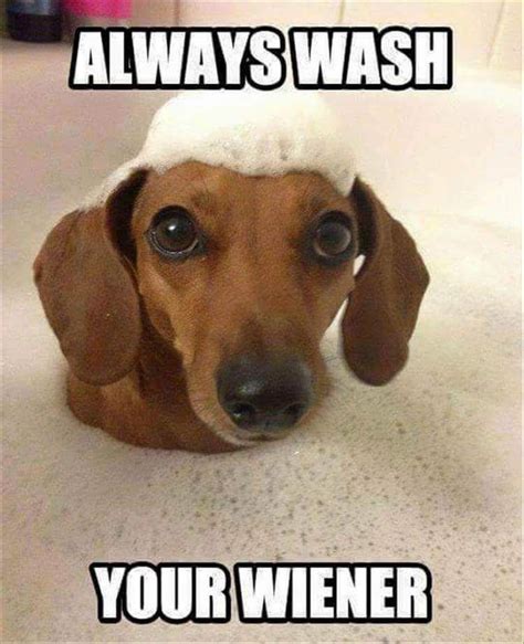 wiener dog jokes|weiner dog humor.